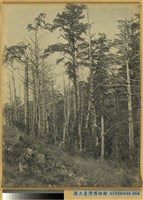 臺南州嘉義郡阿里山萬歲山森林原野之景藏品圖，第1張